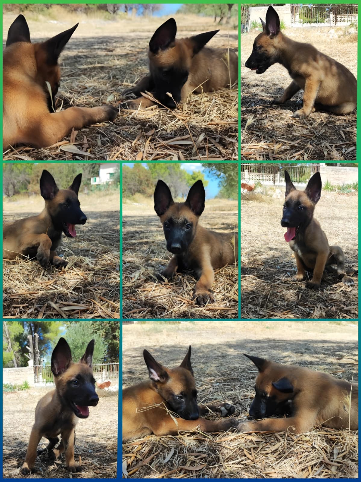 Cuccioli Pastore Belga Malinois Italia