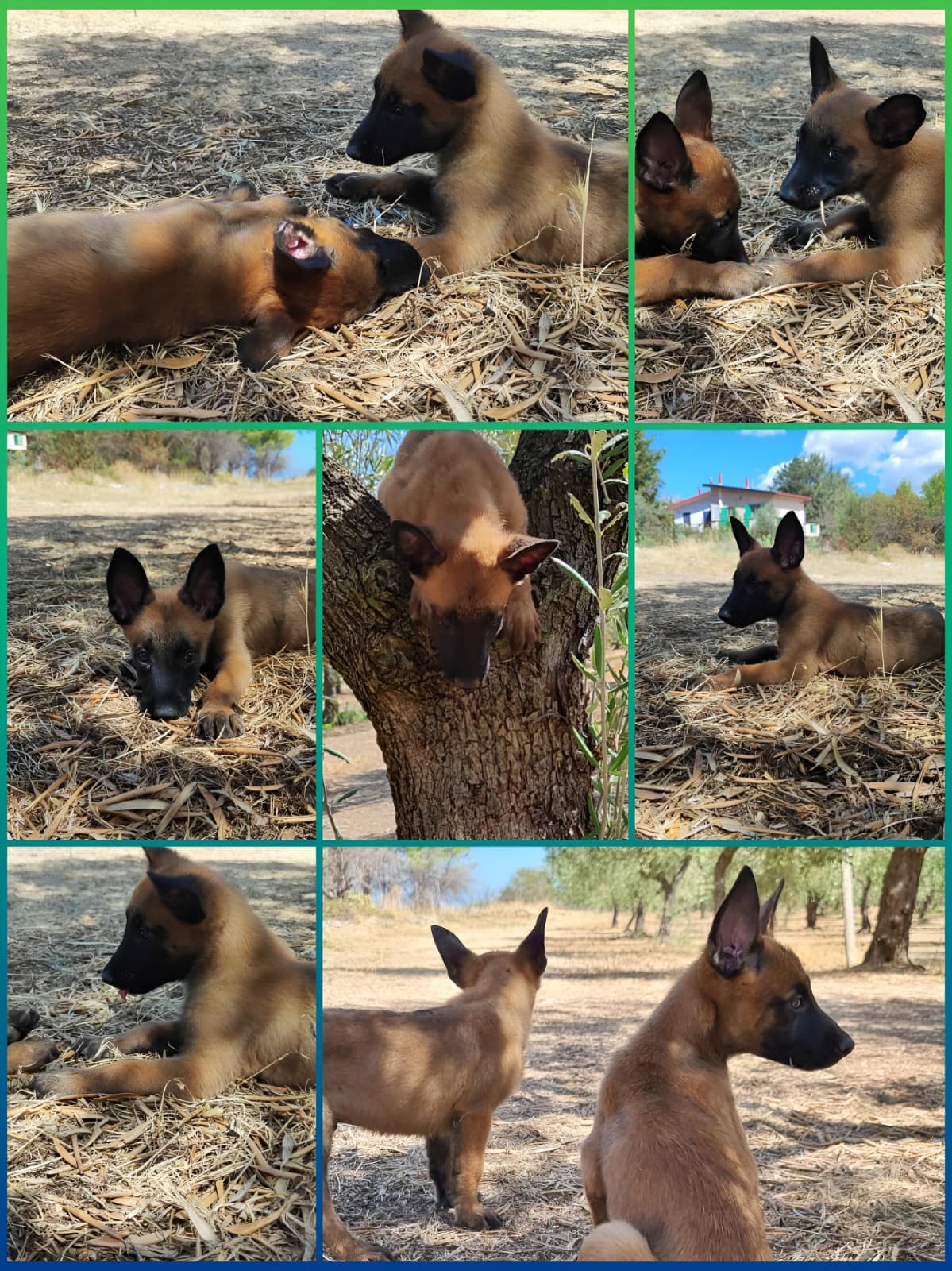 Cuccioli Pastore Belga Malinois Puglia Calabria Campania Lazio Italia